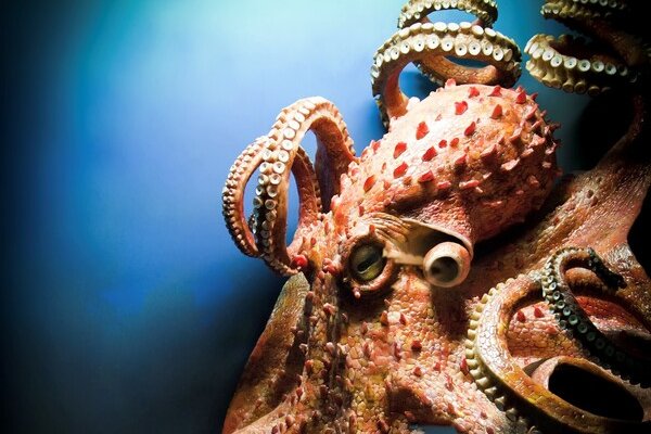 Кракен официальная ссылка kraken torion