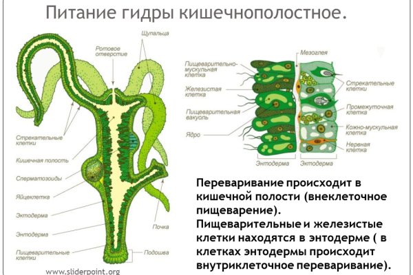 Какой кракен сейчас работает