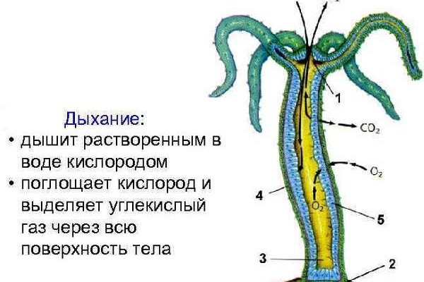 Как найти кракен шоп