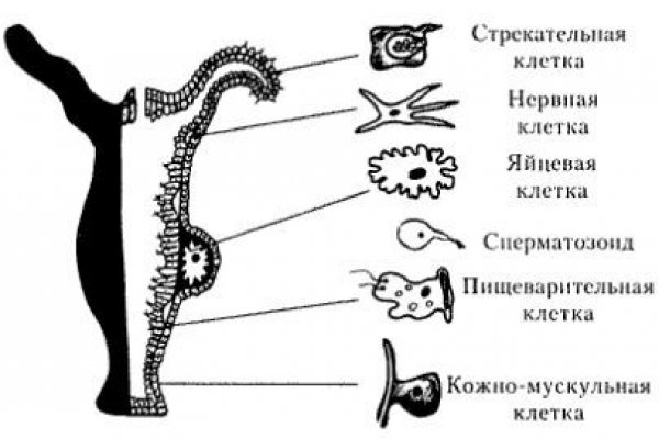 Найдется все kraken 2krn cc